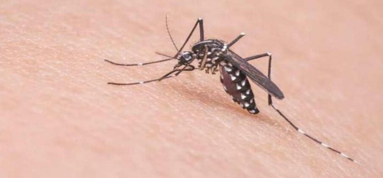 Casos de dengue en el sur de Sonora