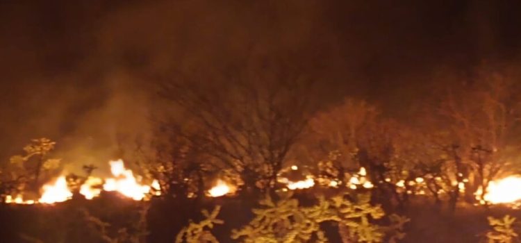 Arrasa fuego con 300 hectáreas de pastizales en Valle del Yaqui