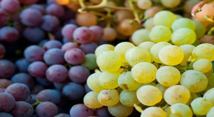 Sonora es líder en exportación de uva de mesa