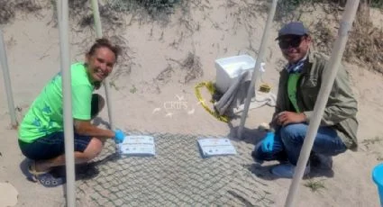 Piden proteger anidación de tortugas en playas de Guaymas
