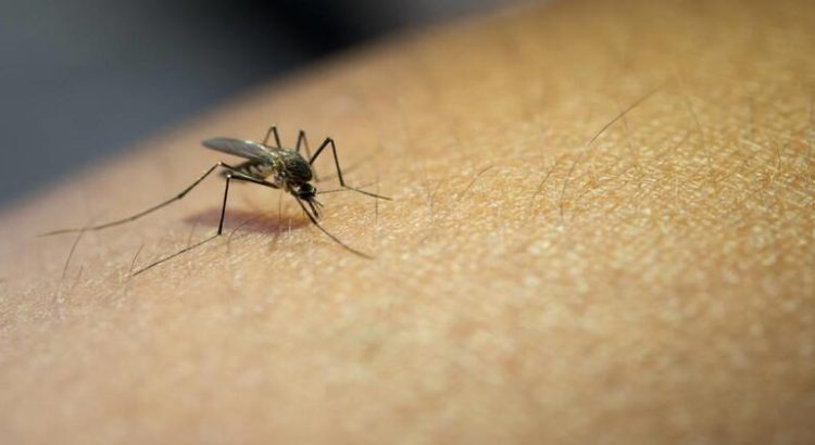 Confirman primera muerte por dengue en Sonora