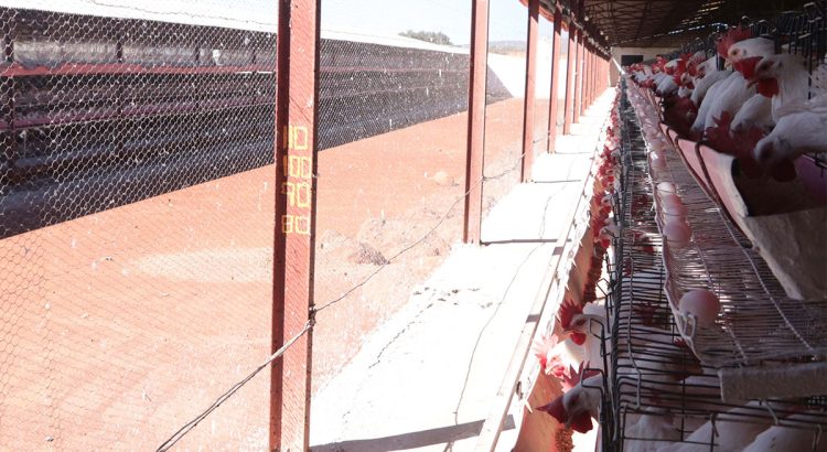 Reportan primer caso de influenza aviar AH5 en granja de Sonora