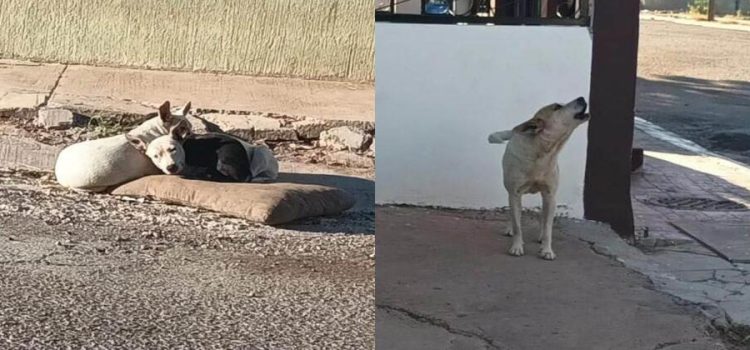 Multarán en Guaymas a personas que no cuiden a sus mascotas