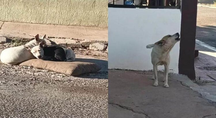 Multarán en Guaymas a personas que no cuiden a sus mascotas