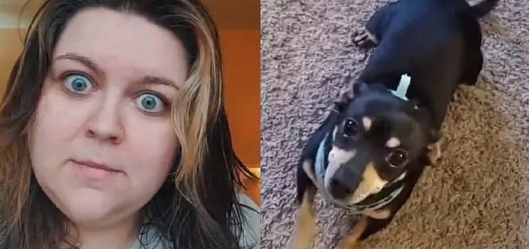 [VIDEO] Un perro que «habla» español: la curiosa historia de Kalee McGee y su chihuahua Max