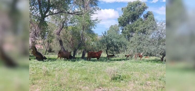 Sequía en Sonora: Mantienen esperanzas ganaderos en lluvias de invierno