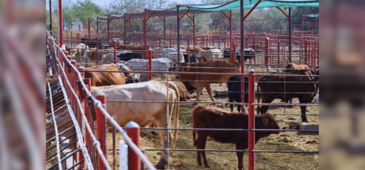 Gusano barrenador detiene exportación de ganado sonorense