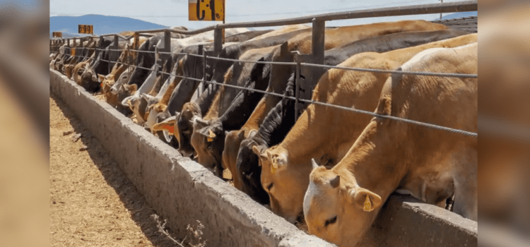 Agravará problema a la ganadería si cierre de cruces se prolonga