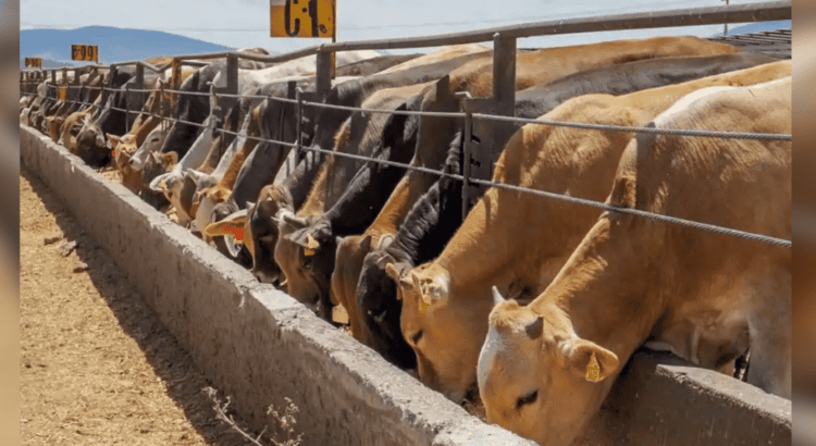 Agravará problema a la ganadería si cierre de cruces se prolonga