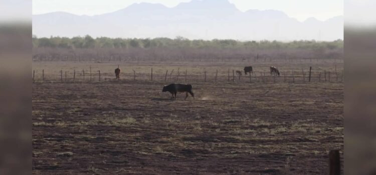 Temperaturas extremas en Sonora mantienen al 100% la sequía en todo el territorio