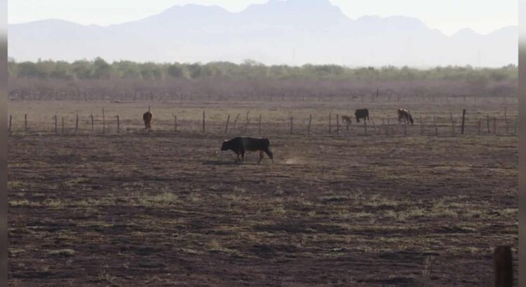 Temperaturas extremas en Sonora mantienen al 100% la sequía en todo el territorio