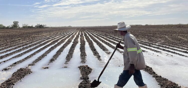 Productores experimentan la reconversión de cultivos ante la escasez de agua en Sonora