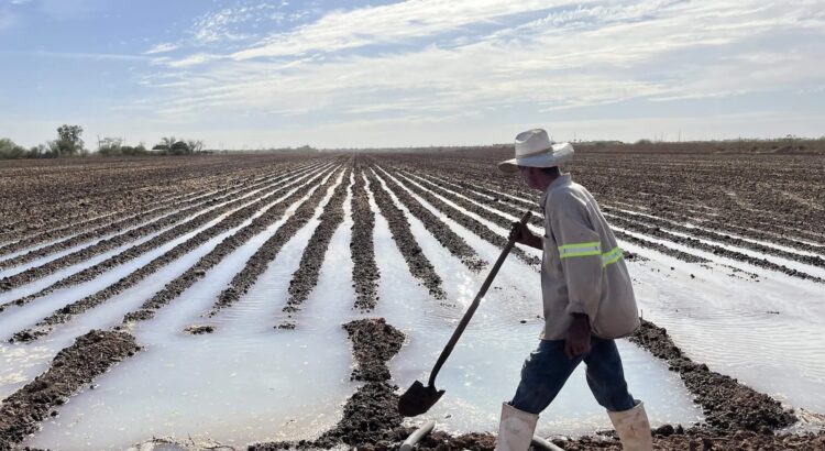 Productores experimentan la reconversión de cultivos ante la escasez de agua en Sonora