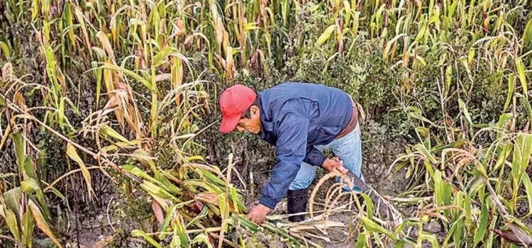 Diputados alistan dictamen contra maíz transgénico y el fracking