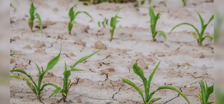 Sonora mantiene la opción de importar trigo para cumplir con la demanda alimentaria de México