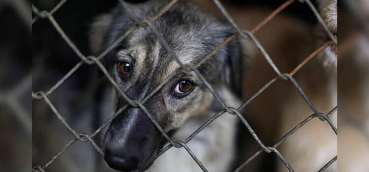 Judicializan 12 casos de maltrato animal en Sonora: Detalles y cifras 2025
