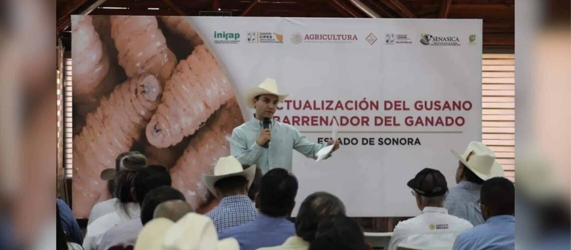 Refuerzan vigilancia en Sonora para mantener libre de gusano barrenador