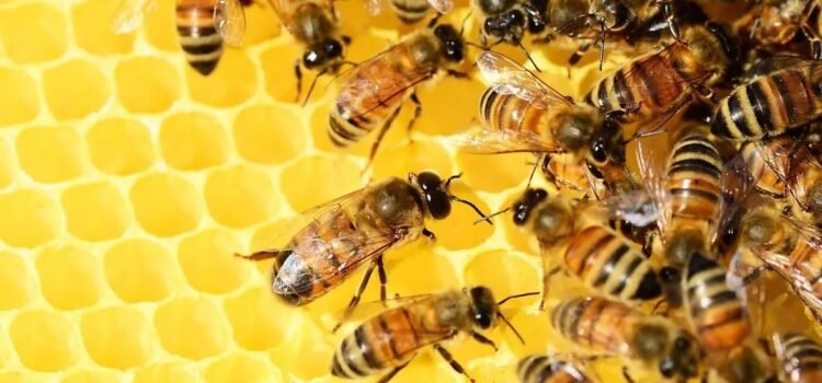 Cae producción de miel en Sonora hasta 80% por falta de lluvias