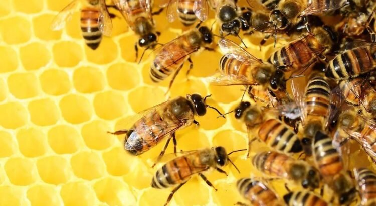 Cae producción de miel en Sonora hasta 80% por falta de lluvias