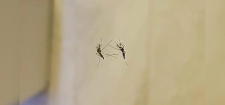 En tres semanas se duplica el número de casos de dengue en Sonora
