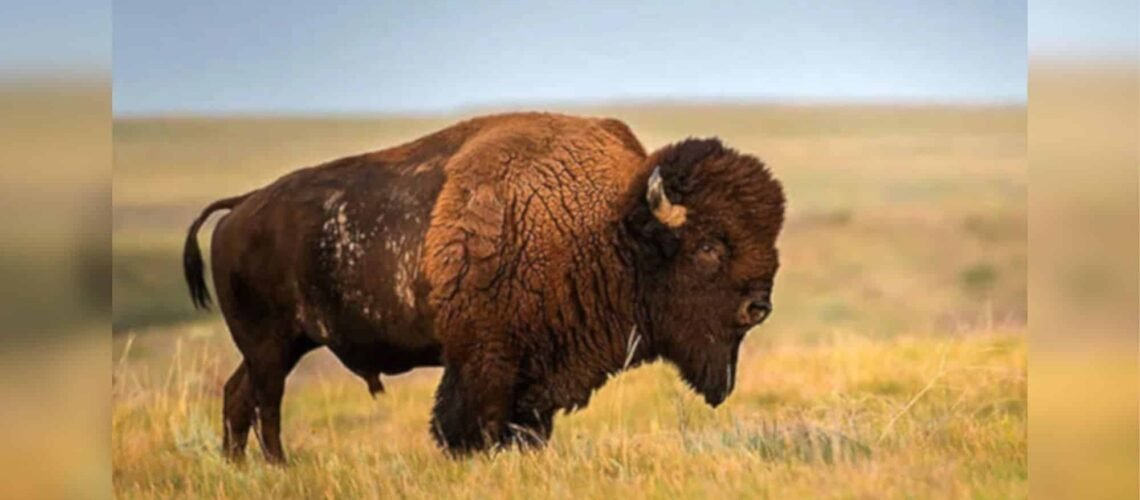 Ubican manada de bisontes en Sonora, en la parte de la sierra cerca de Cananea