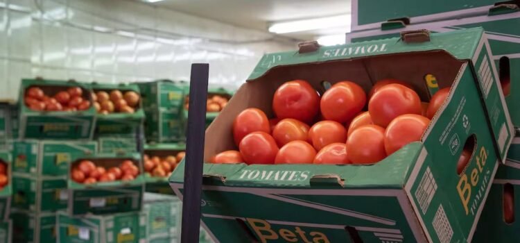 Productores de tomate en Sonora se enfocan en el mercado nacional ante bajos precios en EEUU