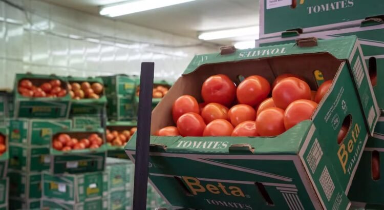 Productores de tomate en Sonora se enfocan en el mercado nacional ante bajos precios en EEUU