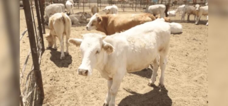 USDA visitará Sonora el 8 de septiembre para revisar exportación ganadera USDA visitará Sonora el 8 de septiembre para revisar exportación ganadera