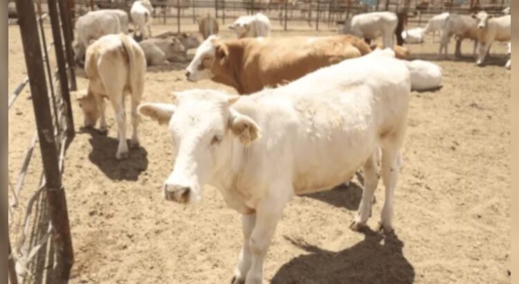USDA visitará Sonora el 8 de septiembre para revisar exportación ganadera