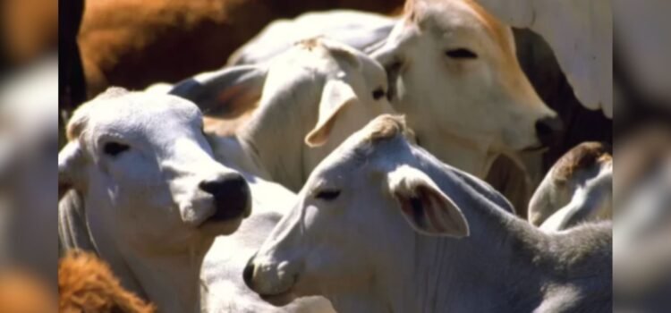 Anuncia Gobierno federal apoyo a ganaderos sonorenses ante cierre de EEUU a exportación por gusano barrenador