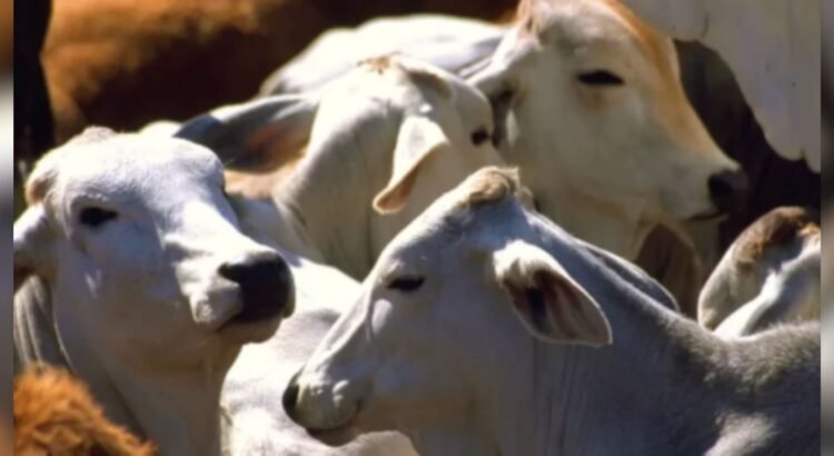 Anuncia Gobierno federal apoyo a ganaderos sonorenses ante cierre de EEUU a exportación por gusano barrenador