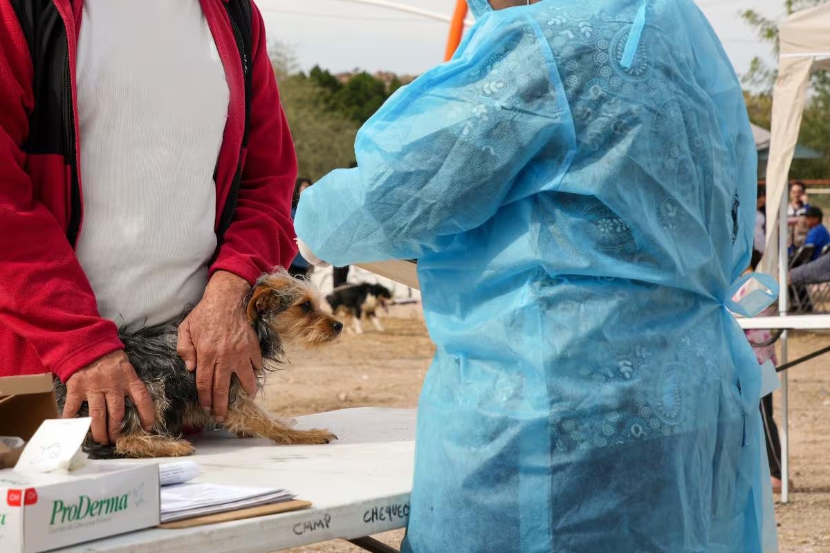 Sonora registra siete muertes por rickettsia y 19 contagios mientras autoridades alertan sobre riesgos y prevención