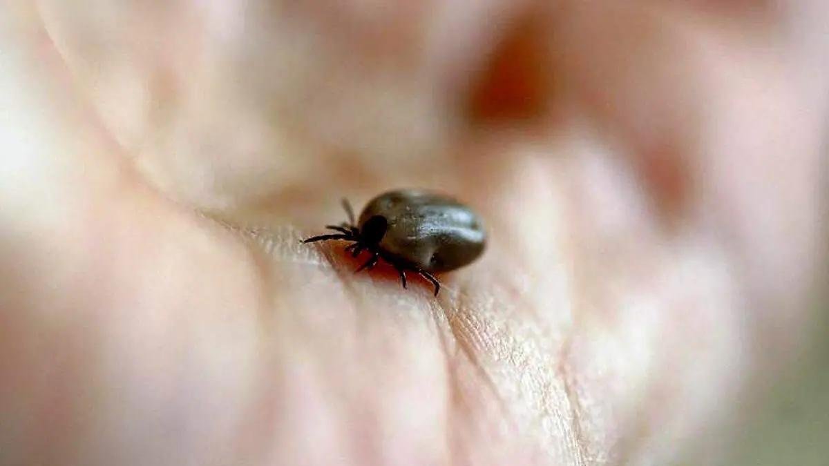 Sonora se mantiene en el top nacional por casos de rickettsiosis durante 2026