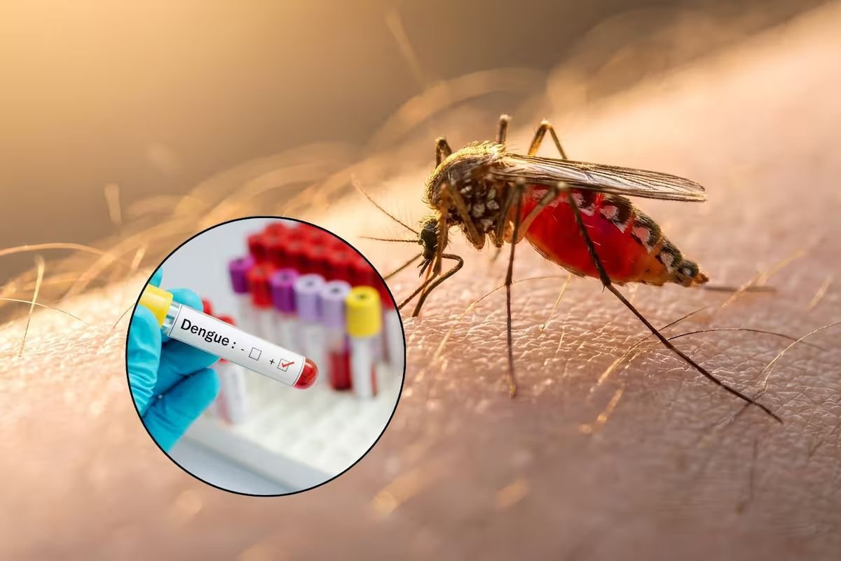 Sonora supera los mil casos de dengue y concentra 74% de contagios en México