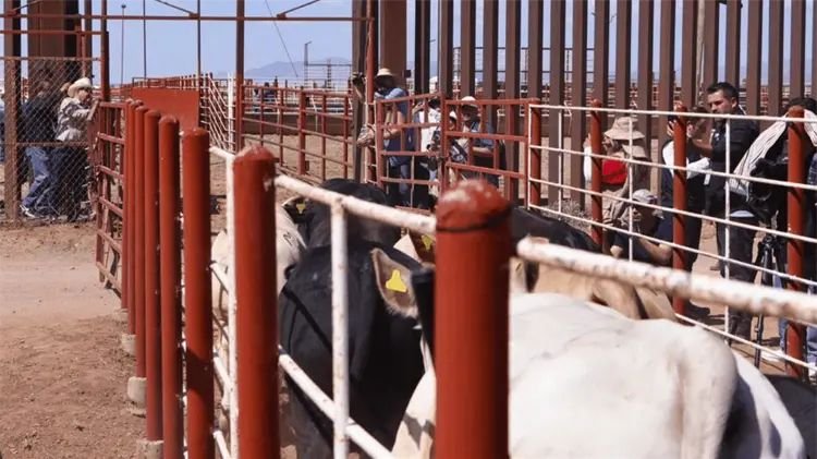 Sonora reabre exportación ganadera con primer envío de 750 cabezas